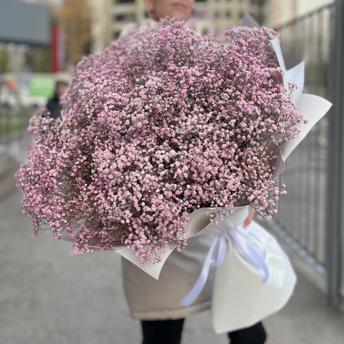 51 розовая гипсофила